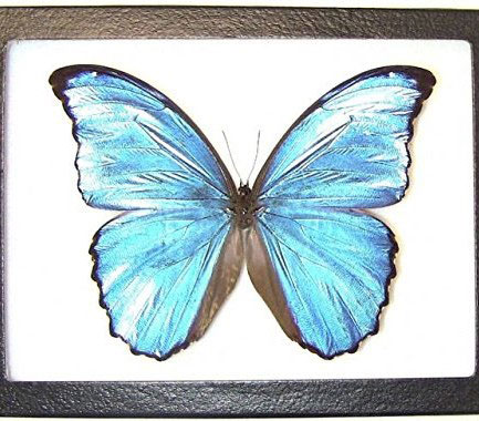 Blue Morpho Butterfly Display