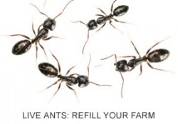 LIVE Ants – Refill Your Ant Farm SHIPPED WITH LIVE ANTS
