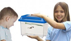 Grow a Frog Kit – Leopard frog