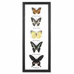 5 Butterfly Vertical Display