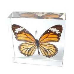 REAL BUTTERFLYS framed and mounted for Lovely Displays