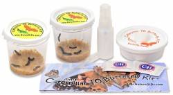 REFILL ONLY for Painted Lady Butterfly Kit