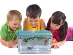 LIVE Pet Aquatic African Dwarf Frogs: Complete Kit