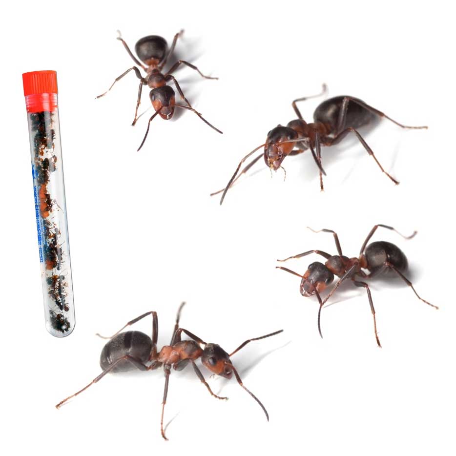 AntWorks SpaceAge Ant Gel Farm BLUE