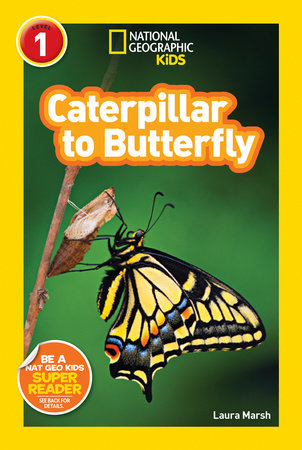 caterpillar-to-butterly-life-cycle-book-28162