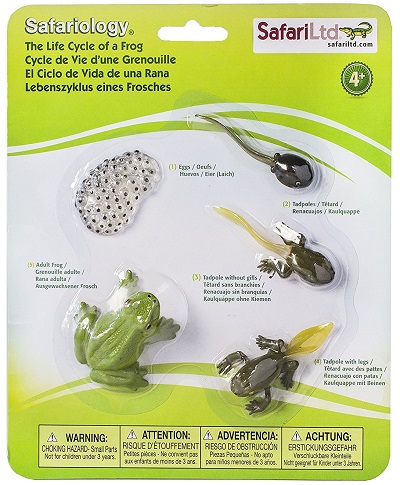 frog-life-cycle-figurines-400×485-09566