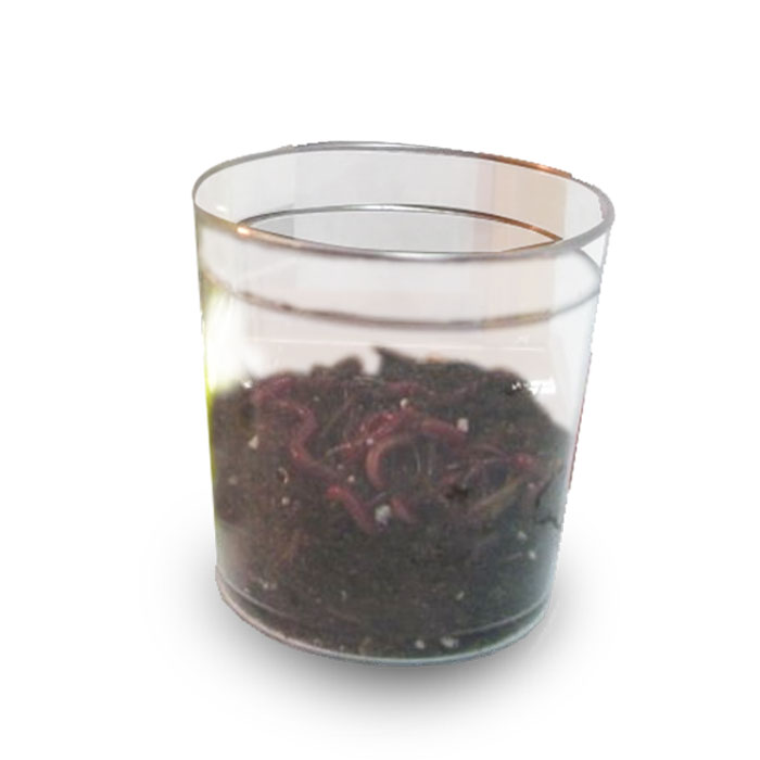 Worm Farm Kits For Kids to Observe the Amazing World of Worms Close Up!