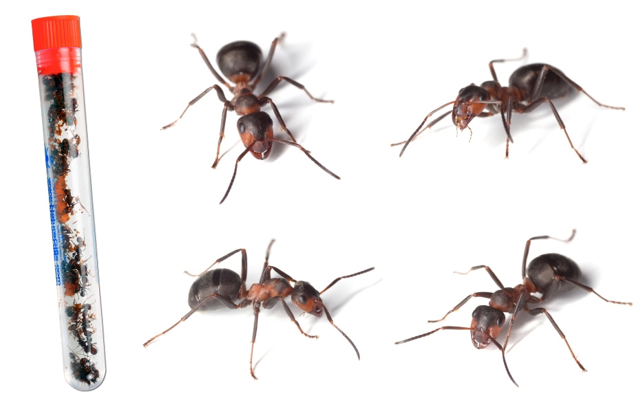 GIANT Ant Farm Live Ants In Stock