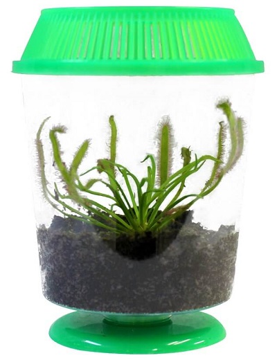 cape-sundew-terrarium