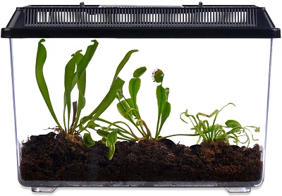 carnivorous-plant-deluxe-terrarium-400×278