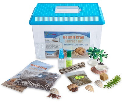 hermit-crab-starter-kit-with-2-live-crabs-400×351-72442