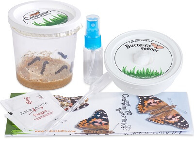 painted-lady-caterpillar-refill-kit-with-5-caterpillars-400×290