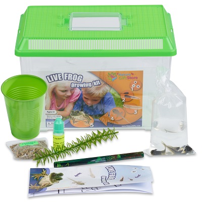 tadpole-to-frog-kit-400×348