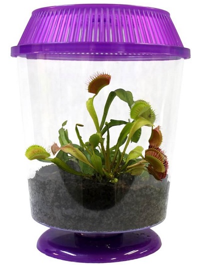 venus-flytrap-terrarium