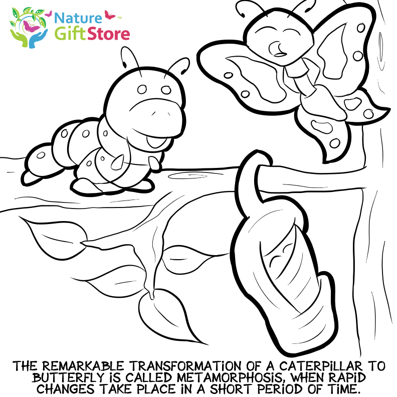 Coloring Pages: Butterfly Caterpillar Coloring Pages