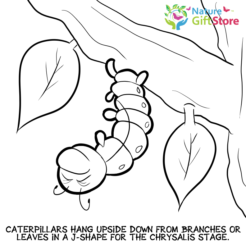 4200 Butterfly Eggs Coloring Pages Download Free Images 4200 Butterfly Eggs Coloring Pages Download Free Images