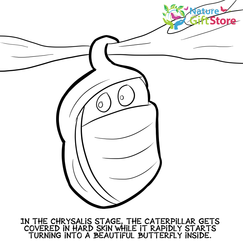 Download Printable Coloring Pages Butterfly And Nature Gifts