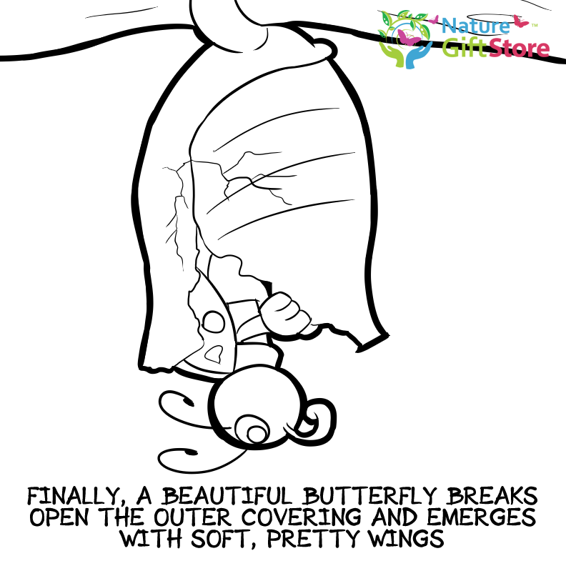 50 Top Butterfly Cocoon Coloring Pages Pictures